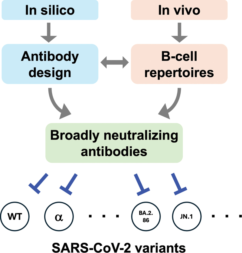 Optimizing the breadth of SARS-CoV-2-neutralizing antibodies in vivo and in silico.