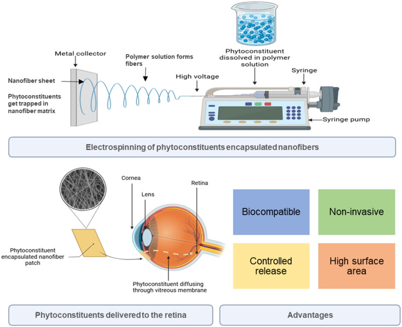 Harnessing nanofibers for targeted delivery of phytoconstituents in age-related macular degeneration.