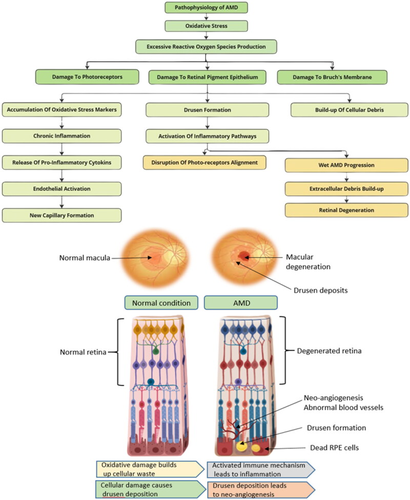 Harnessing nanofibers for targeted delivery of phytoconstituents in age-related macular degeneration.
