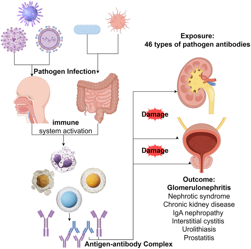 Exploring the causal role of pathogen-derived antibodies in major urinary and kidney diseases: Insights from generalized summary data-based Mendelian randomization.