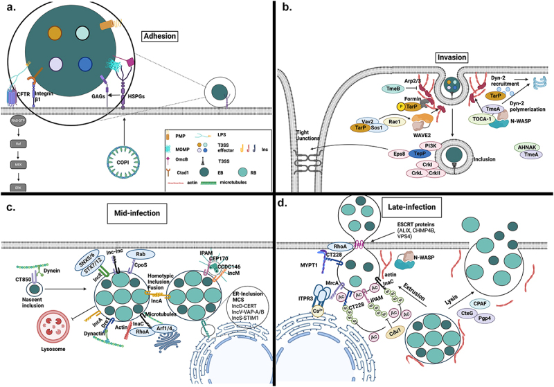 Pathogenicity and virulence of <i>Chlamydia trachomatis</i>: Insights into host interactions, immune evasion, and intracellular survival.