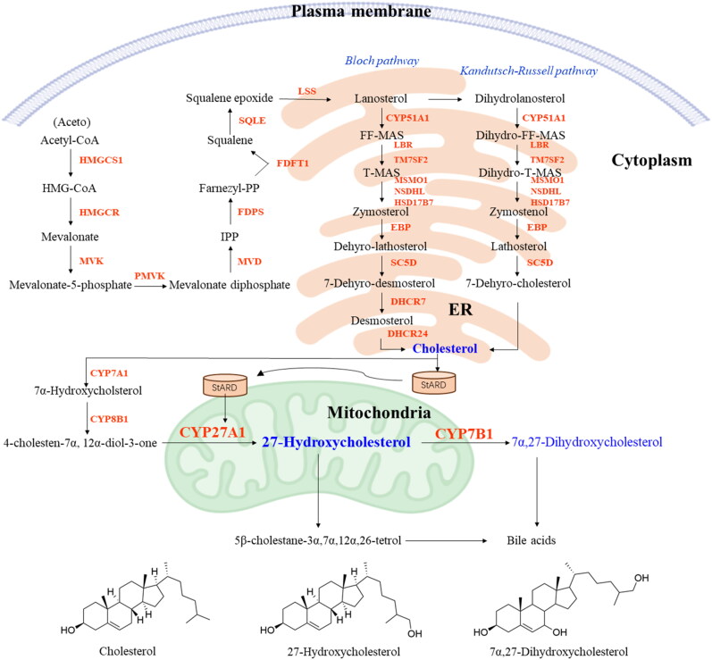 27-Hydroxycholesterol in cancer development and drug resistance.