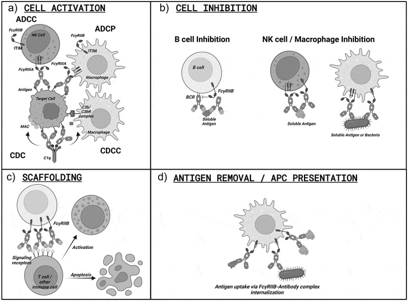 Impact of antibody Fc engineering on translational pharmacology, and safety: insights from industry case studies.