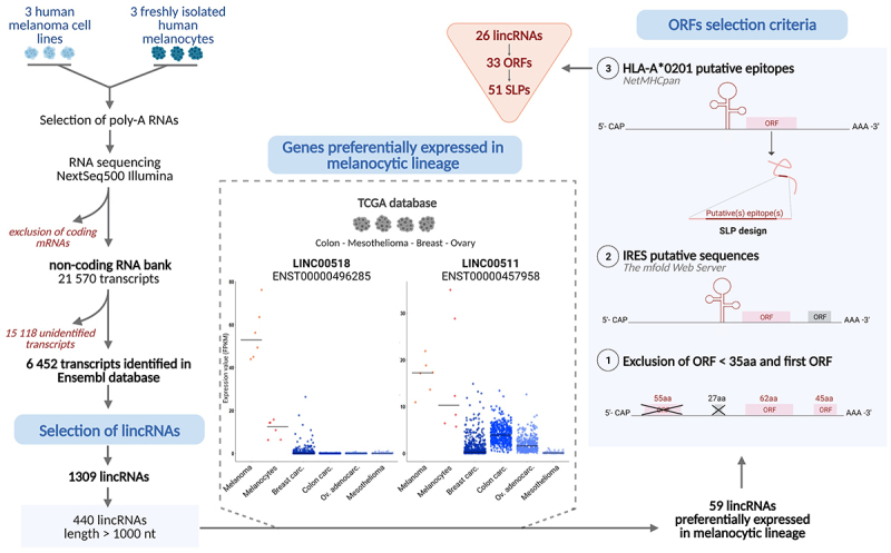 Systematic identification of lincRNA-derived immunogenic peptides in melanoma.