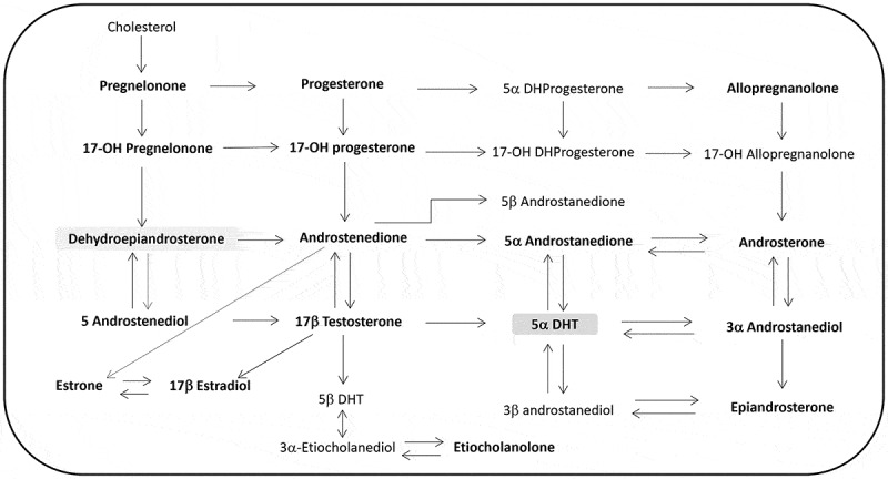 Adipose tissue and androgens: the ins and outs.