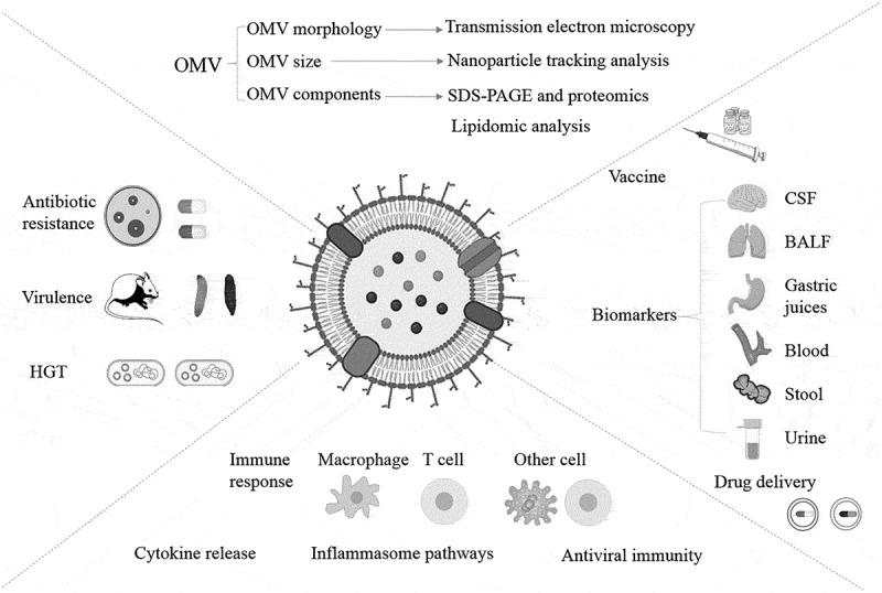 <i>Klebsiella pneumoniae</i> derived outer membrane vesicles mediated bacterial virulence, antibiotic resistance, host immune responses and clinical applications.