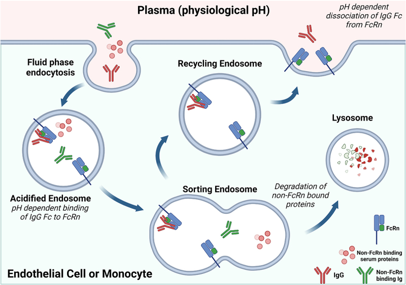 Impact of antibody Fc engineering on translational pharmacology, and safety: insights from industry case studies.