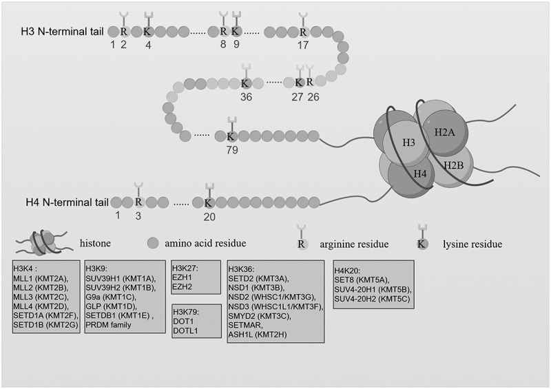 The role of histone methyltransferases in therapeutic resistance of NSCLC.