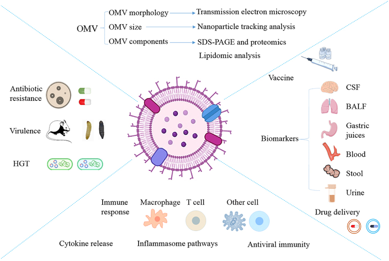 <i>Klebsiella pneumoniae</i> derived outer membrane vesicles mediated bacterial virulence, antibiotic resistance, host immune responses and clinical applications.