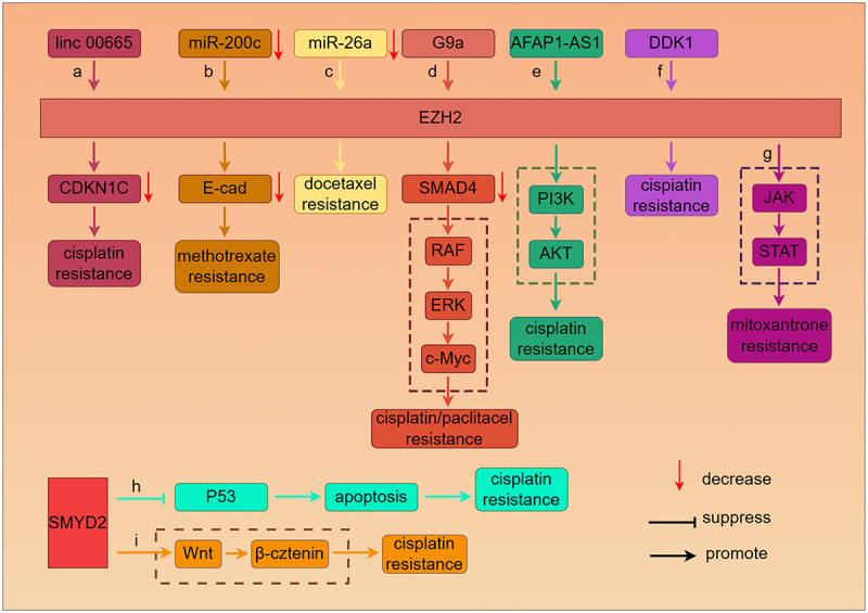 The role of histone methyltransferases in therapeutic resistance of NSCLC.