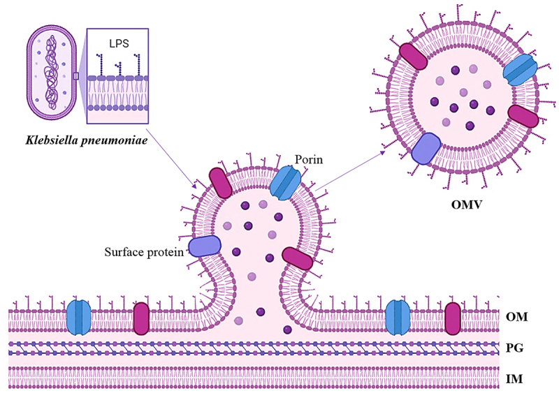 <i>Klebsiella pneumoniae</i> derived outer membrane vesicles mediated bacterial virulence, antibiotic resistance, host immune responses and clinical applications.
