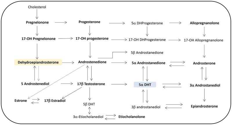 Adipose tissue and androgens: the ins and outs.