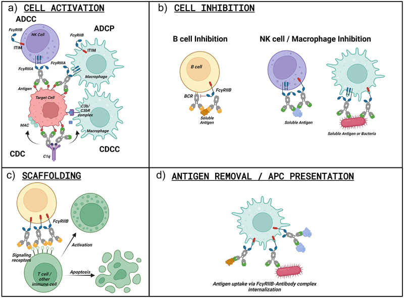Impact of antibody Fc engineering on translational pharmacology, and safety: insights from industry case studies.