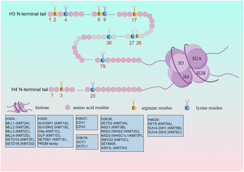 The role of histone methyltransferases in therapeutic resistance of NSCLC.
