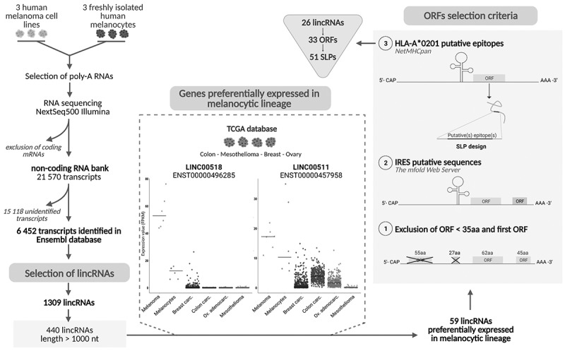 Systematic identification of lincRNA-derived immunogenic peptides in melanoma.