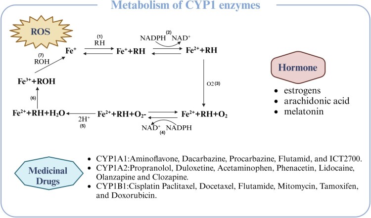 Cytochrome P450 (CYP) 1 enzymes in acute lung injury: from molecular insights to therapeutic implications.