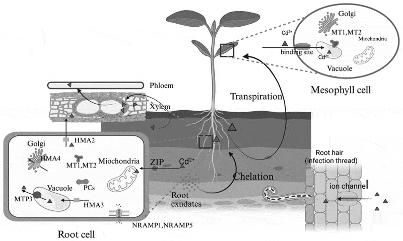 Cadmium toxicity in plants: from transport to tolerance mechanisms.
