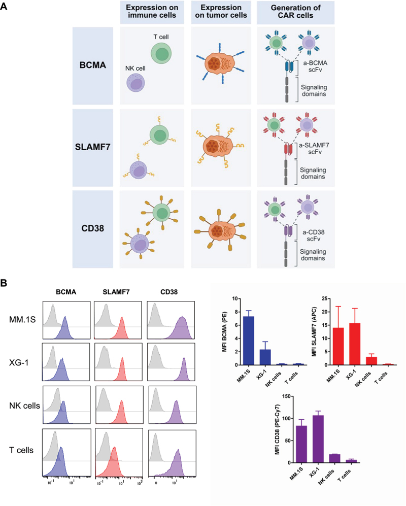Divergent on-target off-tumor effects by CAR T and CAR NK cells suggest different efficacy and safety of cell therapies.