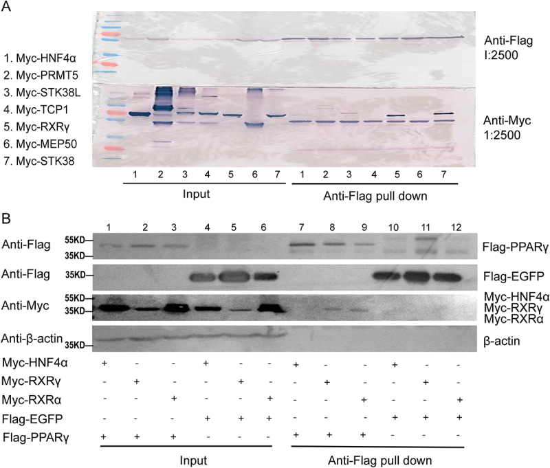 Retinoid X receptor γ interacts with peroxisome proliferator-activated receptor-γ to promote browning during adipose tissue differentiation.
