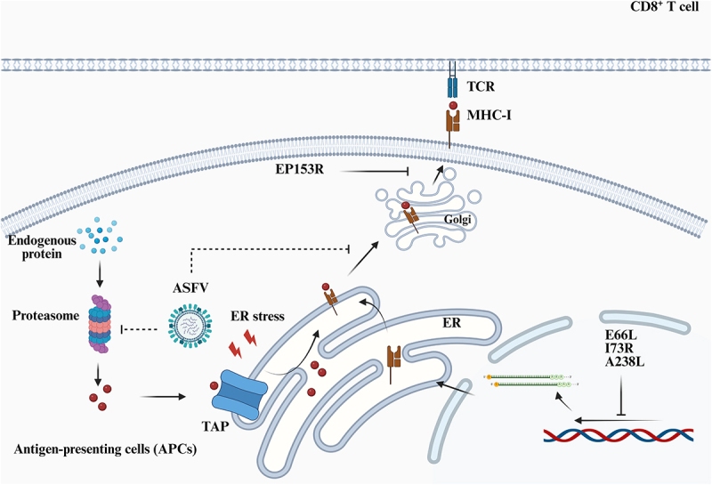 Immunoevasion strategies for African swine fever virus: Modulation of antigen presentation pathways.