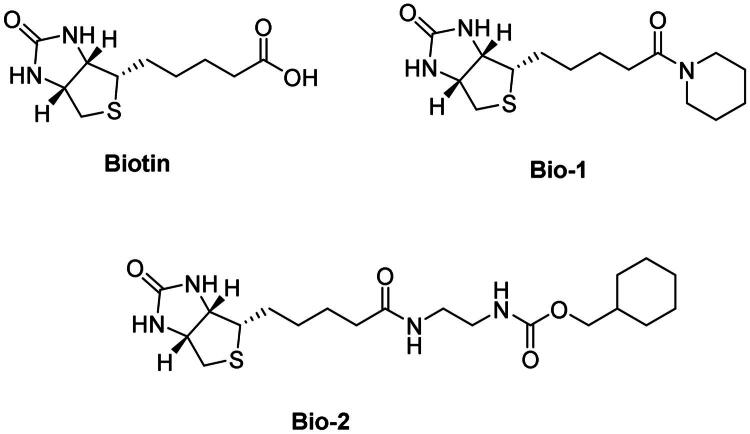 Biotin-mediated drug delivery: does the biotin transporter mediate uptake of biotin conjugates?