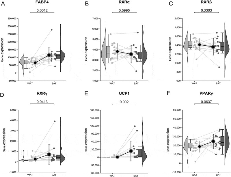 Retinoid X receptor γ interacts with peroxisome proliferator-activated receptor-γ to promote browning during adipose tissue differentiation.