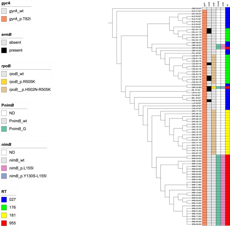 Emerging <i>Clostridioides difficile</i> strains belonging to PCR ribotype 955 in Serbia are distinct from metronidazole-resistant RT955 outbreak isolates from the UK.
