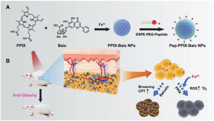 Adipose tissue-targeted drug delivery for treating obesity: current opportunities and challenges.