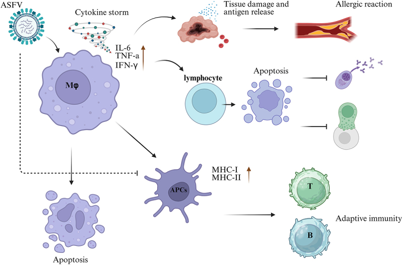 Immunoevasion strategies for African swine fever virus: Modulation of antigen presentation pathways.