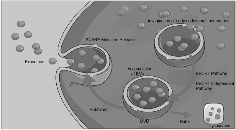 Adipose-Derived Exosomes: mediators of crosstalk between Adipose tissue and cancer.