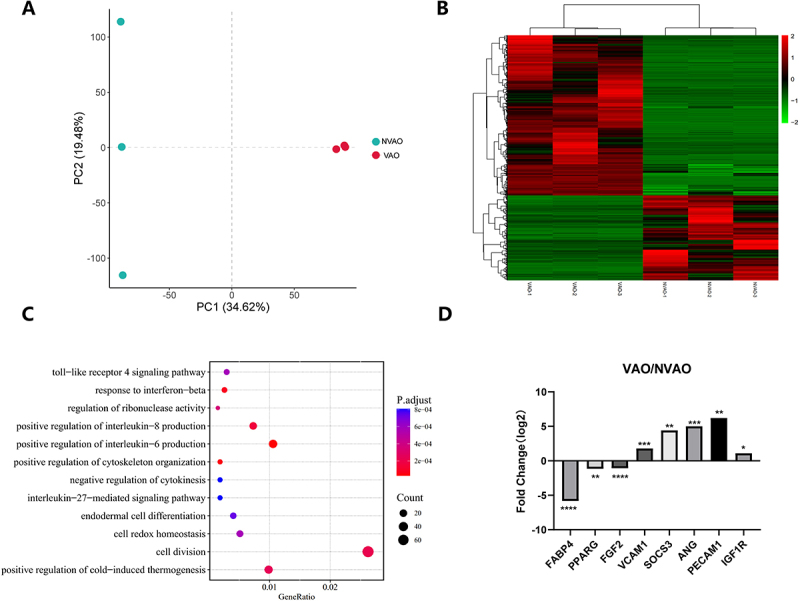 Development of vascularized adipose organoids from PBMSCs and their application in evaluating Celastrol's effects.
