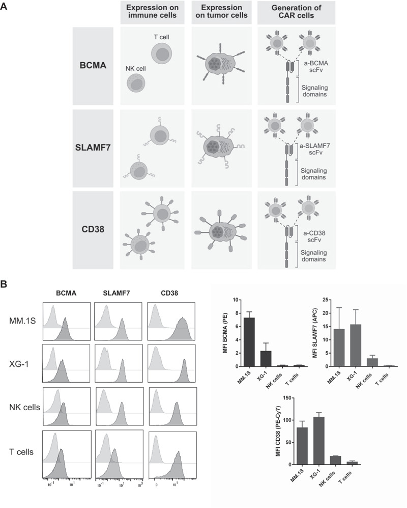 Divergent on-target off-tumor effects by CAR T and CAR NK cells suggest different efficacy and safety of cell therapies.