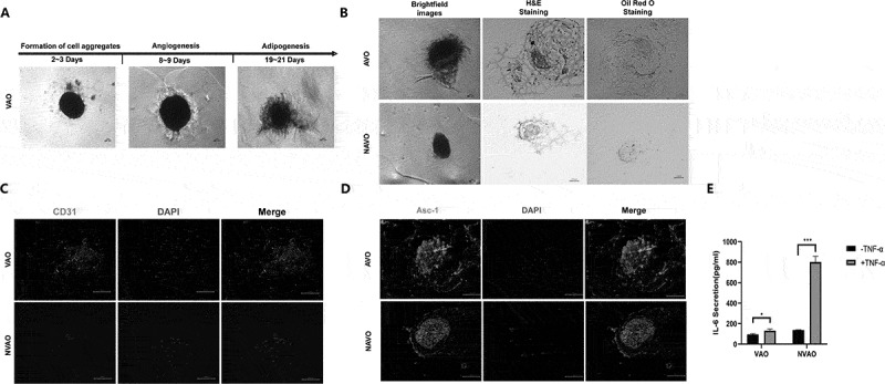 Development of vascularized adipose organoids from PBMSCs and their application in evaluating Celastrol's effects.
