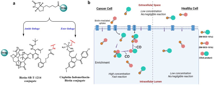 Biotin-mediated drug delivery: does the biotin transporter mediate uptake of biotin conjugates?