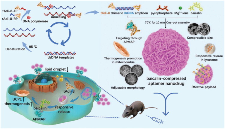 Adipose tissue-targeted drug delivery for treating obesity: current opportunities and challenges.
