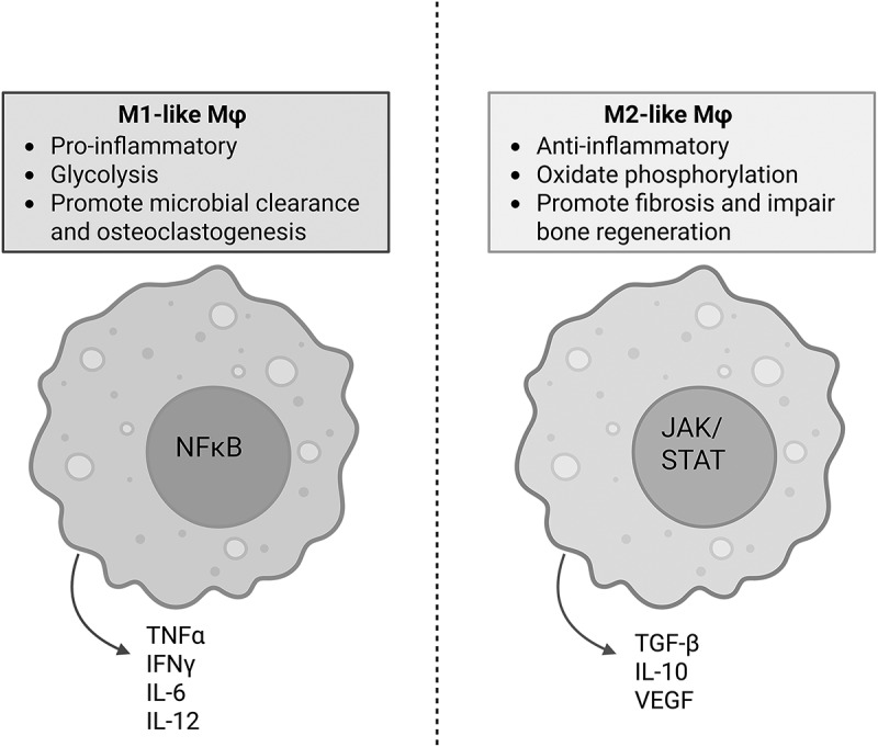 Intracellular survival of <i>Staphylococcus aureus</i> in macrophages during osteomyelitis.