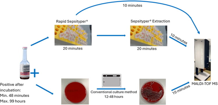 Accuracy of two Sepsityper MALDI-TOF MS methods for bacterial identification in bloodstream infections in dogs, foals, and calves using Bayesian latent class model.