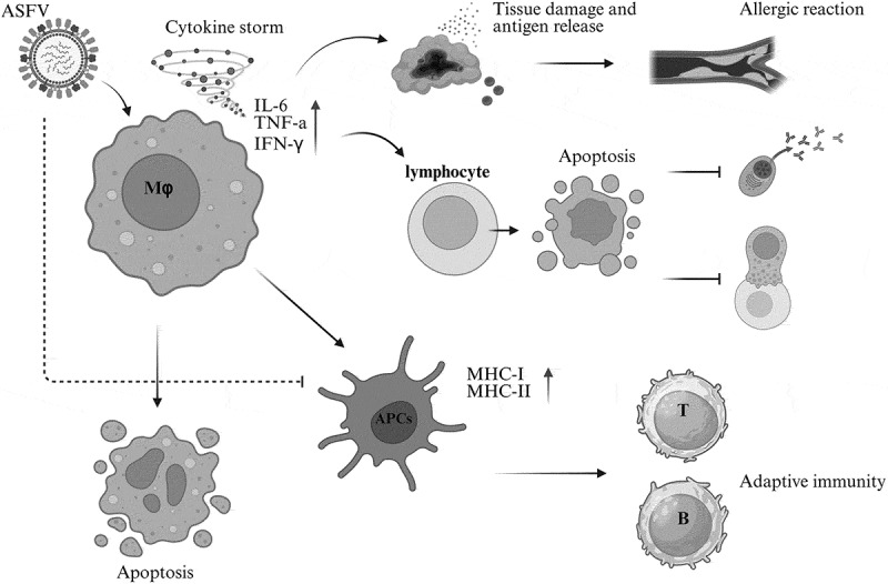 Immunoevasion strategies for African swine fever virus: Modulation of antigen presentation pathways.