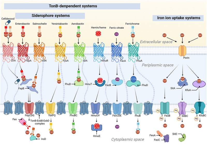 Siderophores and beyond: A comprehensive review of iron acquisition in <i>Klebsiella pneumoniae</i>.