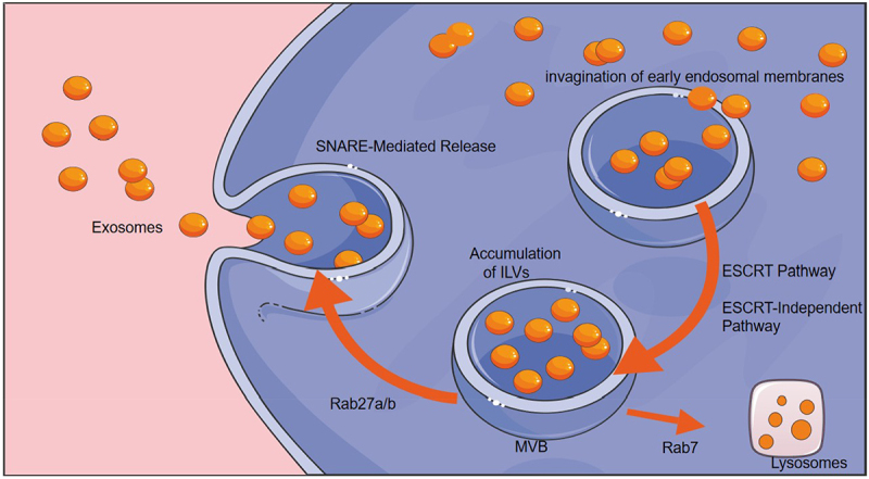 Adipose-Derived Exosomes: mediators of crosstalk between Adipose tissue and cancer.