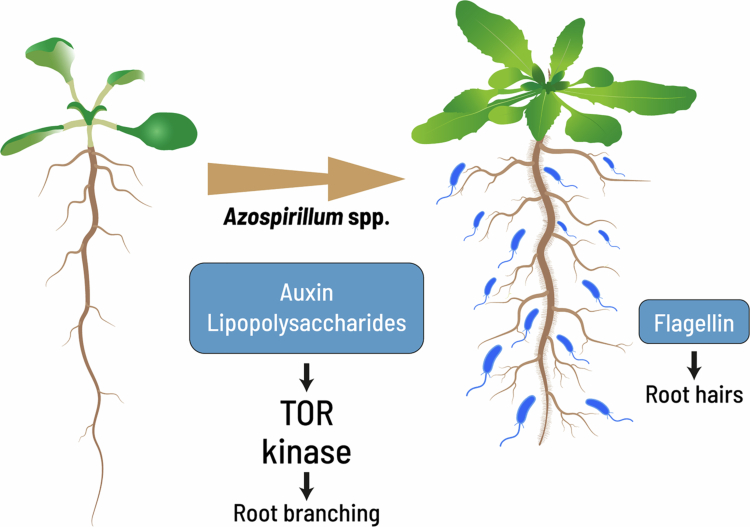 A century of <i>Azospirillum</i>: plant growth promotion and agricultural promise.