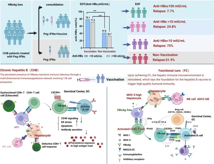 Leveraging hepatitis B vaccination to consolidate functional cure: reigniting the humoral axis in chronic HBV infection.