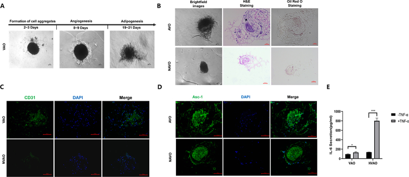 Development of vascularized adipose organoids from PBMSCs and their application in evaluating Celastrol's effects.