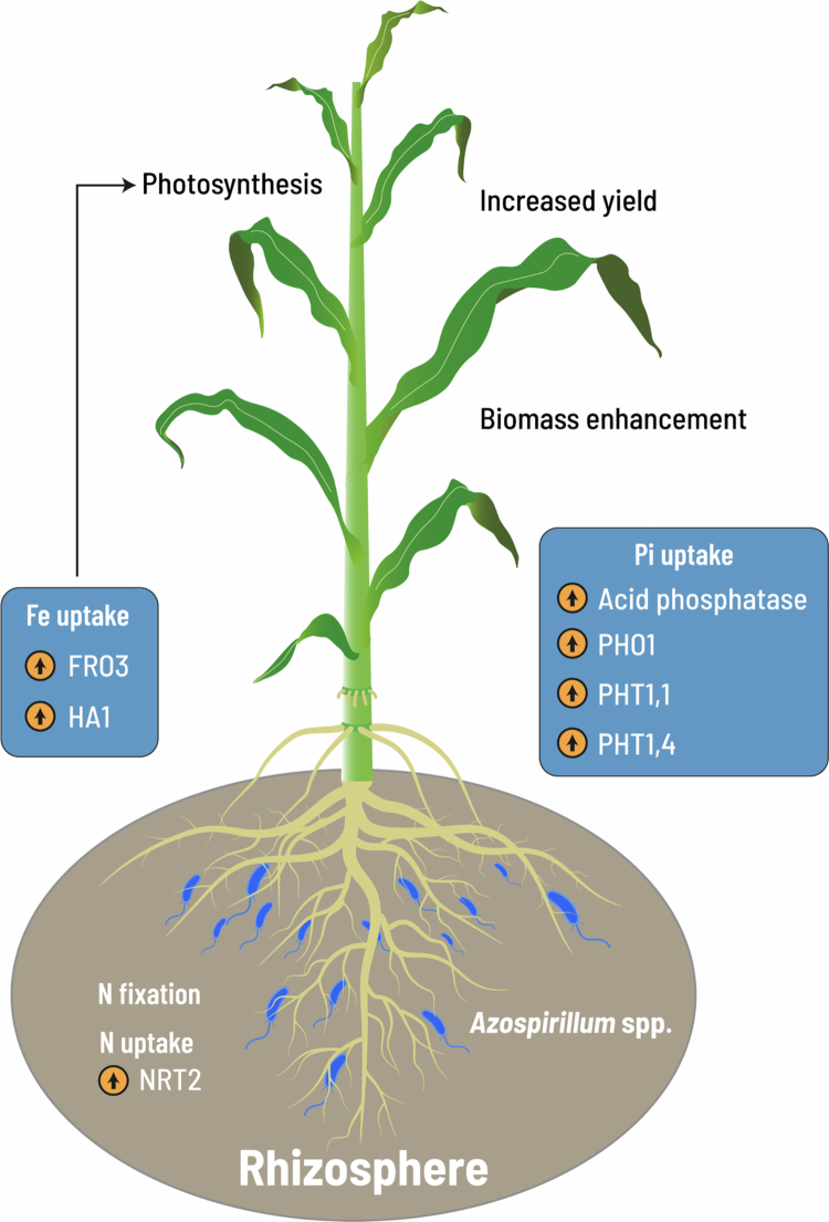 A century of <i>Azospirillum</i>: plant growth promotion and agricultural promise.