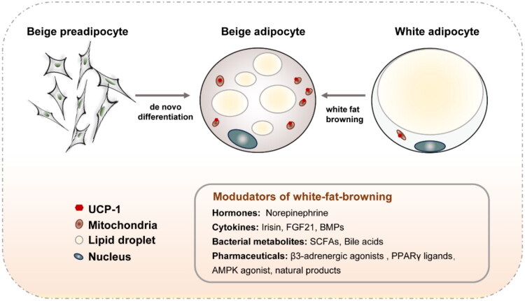Adipose tissue-targeted drug delivery for treating obesity: current opportunities and challenges.