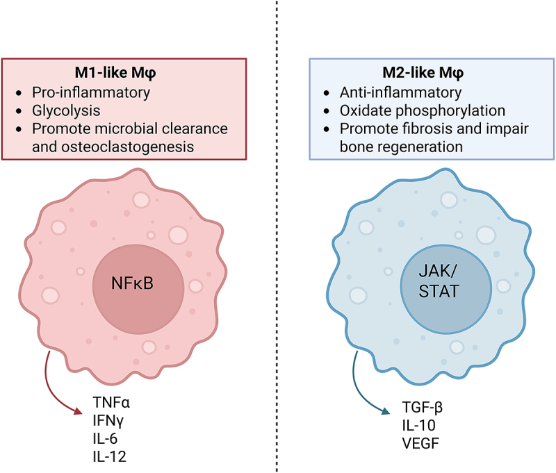 Intracellular survival of <i>Staphylococcus aureus</i> in macrophages during osteomyelitis.