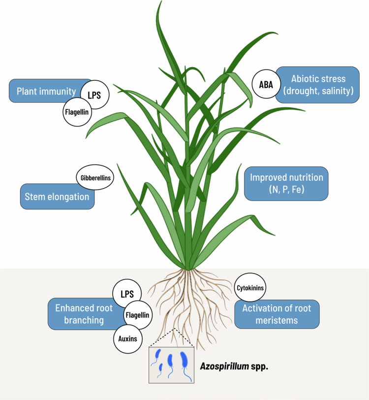 A century of <i>Azospirillum</i>: plant growth promotion and agricultural promise.