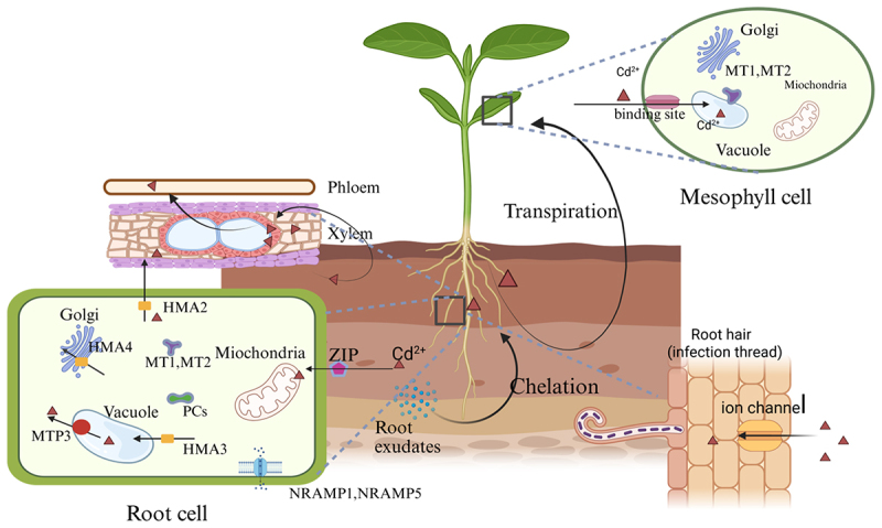 Cadmium toxicity in plants: from transport to tolerance mechanisms.