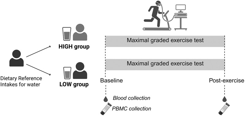 Chronic low water intake is associated with altered exercise-induced oxidative stress and immune cell responses: a cross-sectional study.