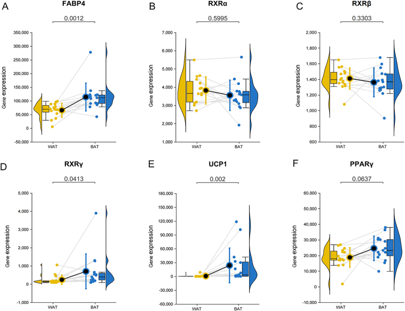 Retinoid X receptor γ interacts with peroxisome proliferator-activated receptor-γ to promote browning during adipose tissue differentiation.